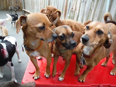 Dog day care in Knoxville Tennessee Pets R People 2 Doggie Daycare Boarding 1