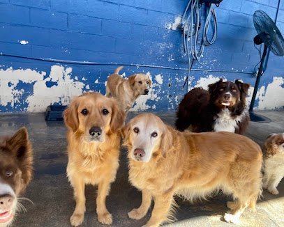 Dog day care in Knoxville Tennessee Royal Bark Social Club 1