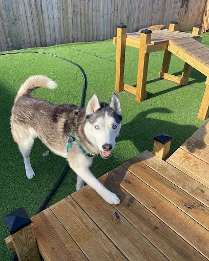 Dog day care in Knoxville Tennessee The Bark 1