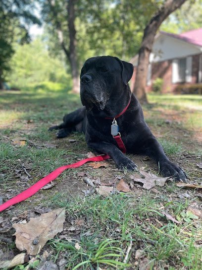 Dog day care in Knoxville Tennessee The Doyle Lane Dog Den 1