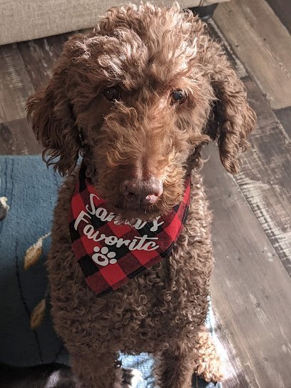 Dog day care in Kodak Tennessee Dumplin Creek Critter Care 1