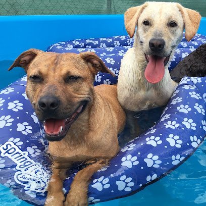 Dog day care in LaGrange Georgia Poochi Pet Resort