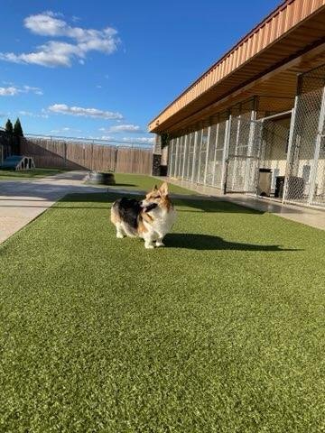 Dog day care in Lafayette Indiana DogWood Kennel LLC 1