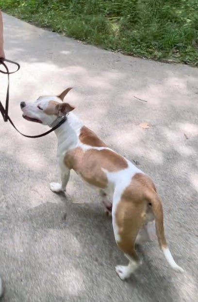 Dog day care in Lafayette Indiana Leader of the Pack Canine 1