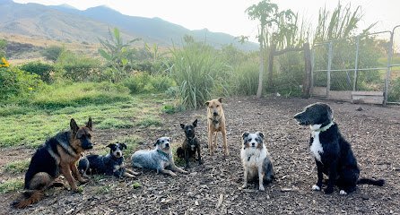 Dog day care in Lahaina Hawaii Olowalu Dog Ranch 1