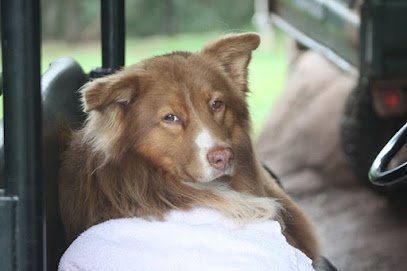 Dog day care in Lahaina Hawaii West Maui Kennels 1