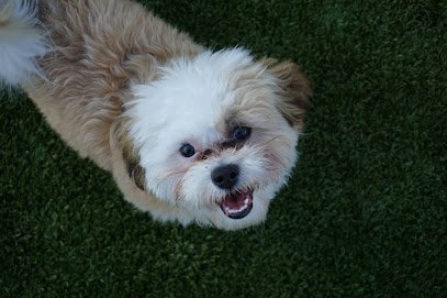 Dog day care in Lake Bluff Illinois Bark N Park 1