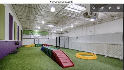 Dog day care in Lake Bluff Illinois Yuppy Puppy 1