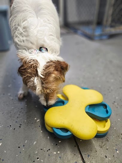 Dog day care in Lake City Michigan Shear Paw Fection Grooming And Boarding 1