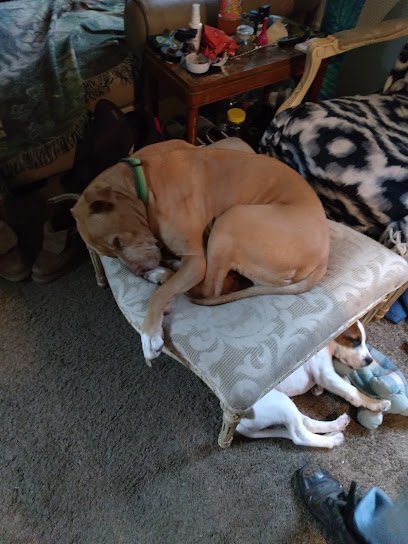 Dog day care in Lake City Michigan Wags Pet Grooming and Boarding 1