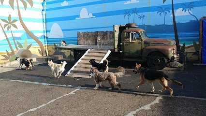 Dog day care in Lake Oswego Oregon The Scooby Shack 1