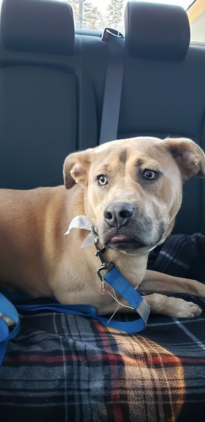 Dog day care in Lakeville Massachusetts Pet Recess Inc 1