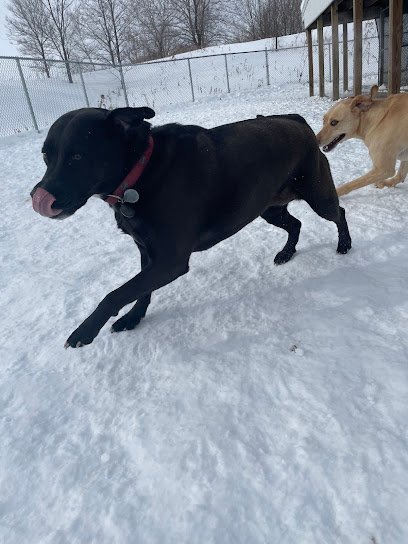 Dog day care in Lakeville Minnesota Barks Rec Lakeville Previously Vermillion Kennels 1