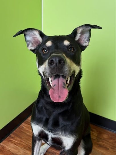 Dog day care in Lakewood Ohio Inn The Doghouse 1