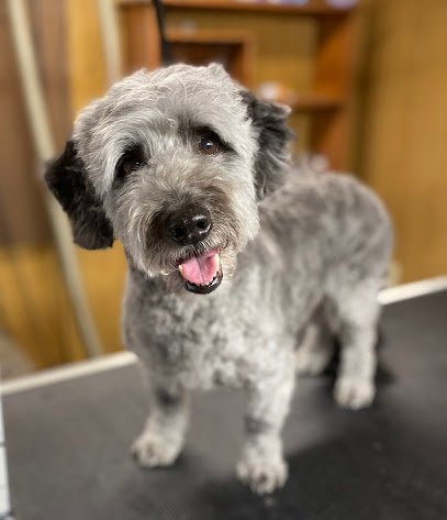 Dog day care in Lamar Indiana Pup Kids GnB 1