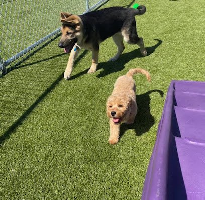 Dog day care in Landover Maryland Central Bark Landover 1