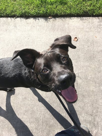 Dog day care in Lanesboro Minnesota A Dog Spot 1