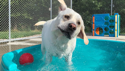 Dog day care in Lansing Michigan Doggy Daycare Spa 1