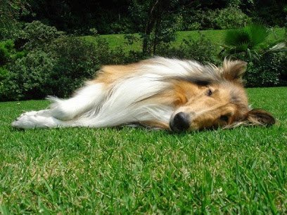 Dog day care in Las Cruces New Mexico Pet Planet Hotel and Day Camp 1