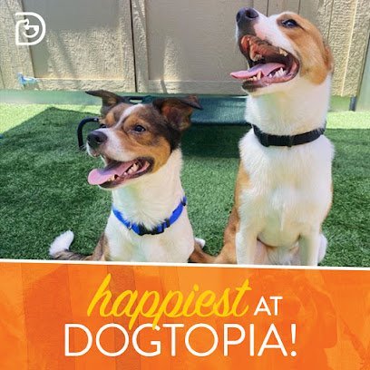 Dog day care in Las Vegas Nevada Dogtopia of South Summerlin 1 1