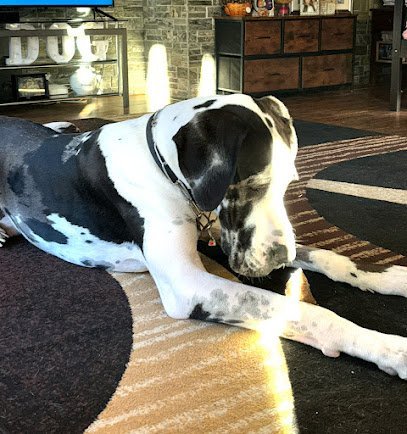 Dog day care in Las Vegas Nevada Mountains Edge Private K9 Boarding Training 1 1