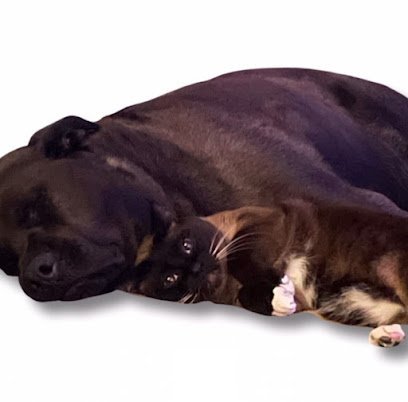 Dog day care in Las Vegas Nevada Nancy s Pet Care Service 1 1