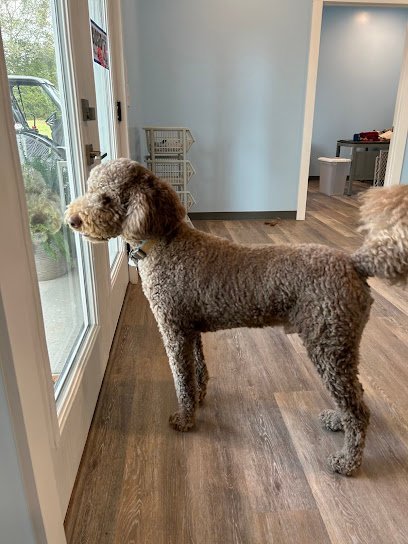 Dog day care in Lascassas Tennessee Top Dog Boarding Professional Training 1