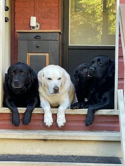 Dog day care in Latham New York Dog s Retreat 1