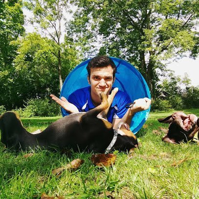 Dog day care in Laura Ohio GT Dog Training 1