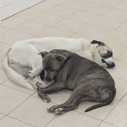 Dog day care in Leander Texas Hounds Town Leander 1