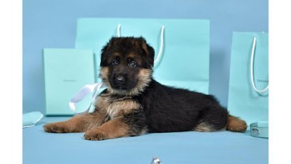 Dog day care in Leander Texas Romp N  Run Ranch 1