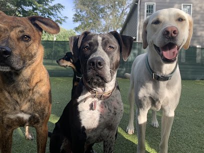 Dog day care in Leavenworth Kansas Pupachinos Doggy Daycare Boarding 1