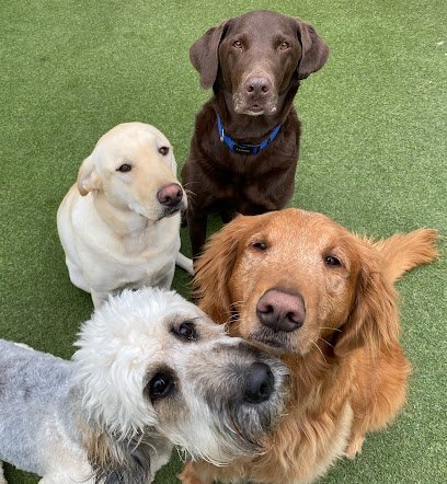 Dog day care in Leavenworth Kansas Roverwood Ranch 1