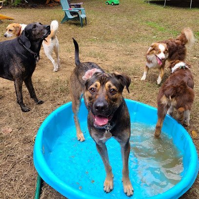 Dog day care in Lebanon Maine Pawsative Energy LLC 1