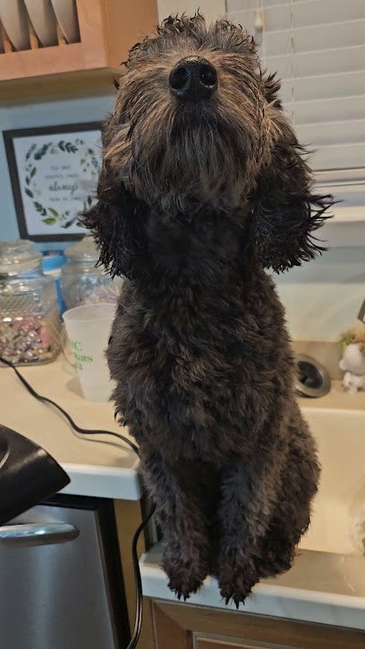 Dog day care in Lebanon Tennessee Four Paws Dog Boarding Daycare 1