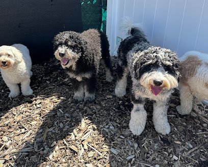 Dog day care in Lee Massachusetts Hearth Hound 1