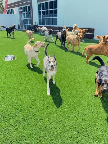 Dog day care in Lee s Summit Missouri Cuddle Up Pup 1