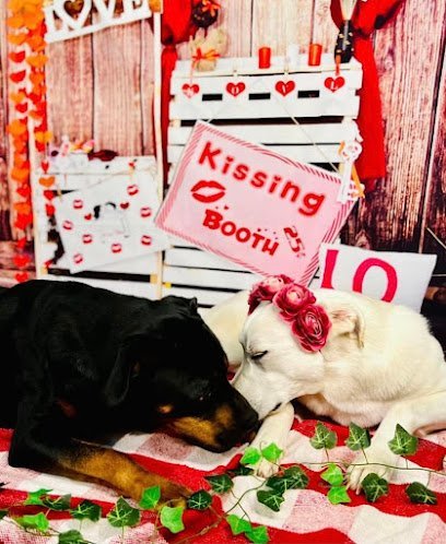 Dog day care in Leitchfield Kentucky Crate Escape LLC  1