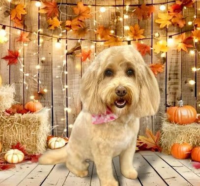 Dog day care in Lenoir City Tennessee Barkmore Inn and Salon 1