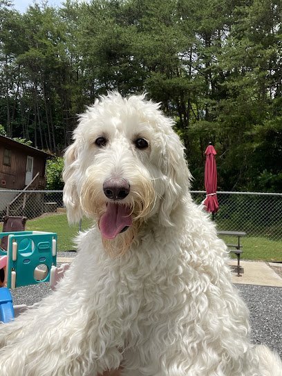 Dog day care in Lenoir North Carolina All God s Creatures Great Small Grooming Boarding and Doggie Daycare 1