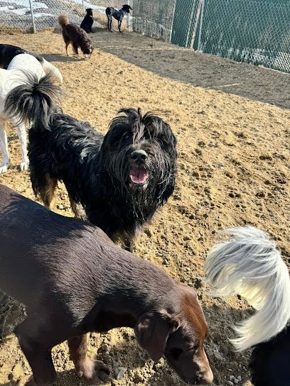 Dog day care in Lewiston Maine Doggone Fun 1