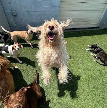 Dog day care in Lexington Kentucky Canine Club 1