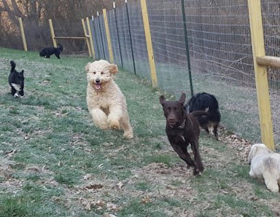 Dog day care in Lexington Kentucky K9 Safari  Pet Sitting Dog Boarding Dog Walking and Pet services 1