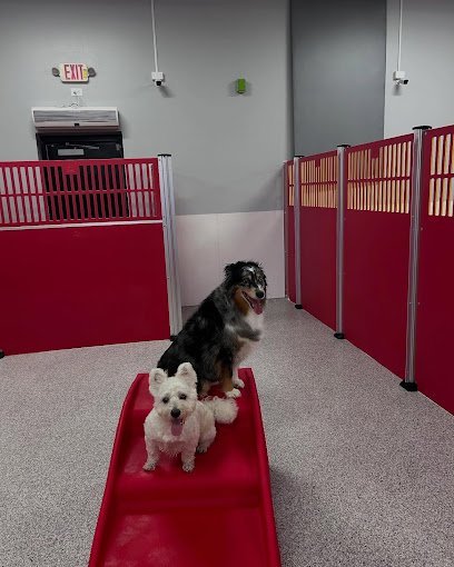 Dog day care in Lexington Kentucky The Dog Stop Lexington South 1