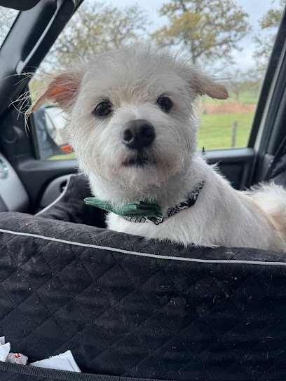 Dog day care in Lexington Texas Tati s Glamour Pawz 1