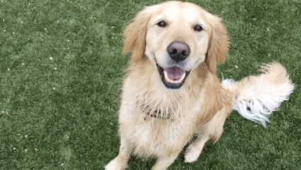 Dog day care in Liberty Hill Texas The Dog Ranch at Liberty Hill 1