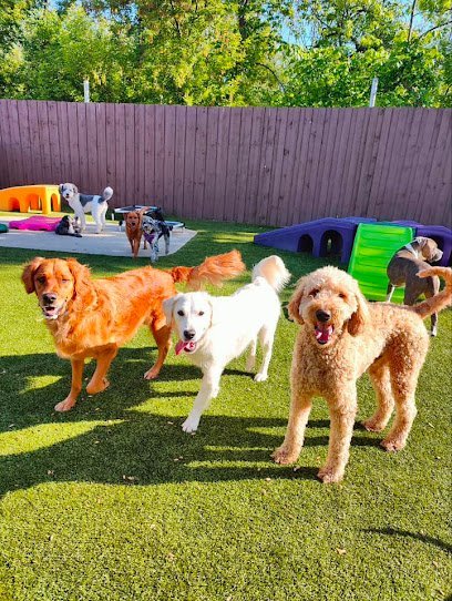 Dog day care in Libertyville Illinois Pampered Pup z 1