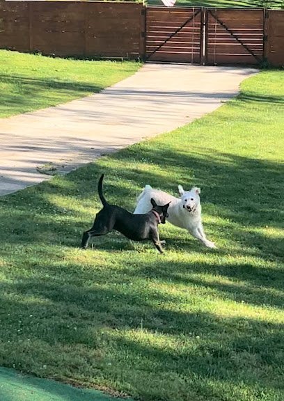 Dog day care in Lilburn Georgia The Dog House Inn