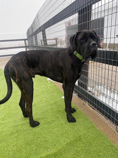 Dog day care in Lime Springs Iowa Smiths Backwoods Kennels LLC 1