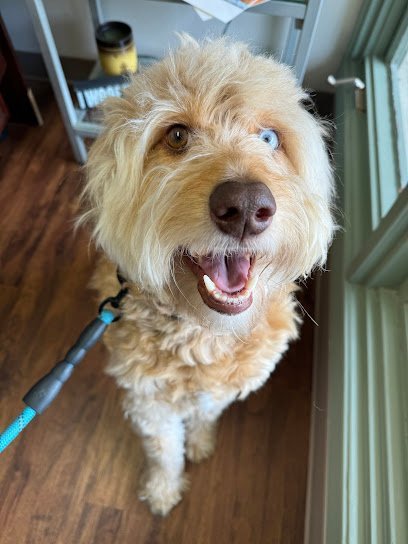 Dog day care in Lincoln Nebraska Bailey s Deluxe Pet Care 1 1